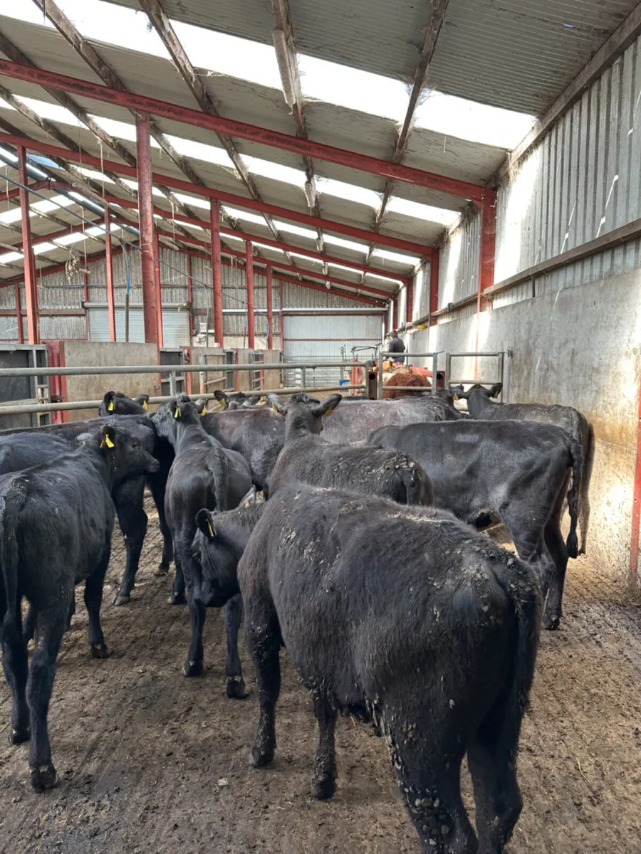 Angus heifers - Image 1