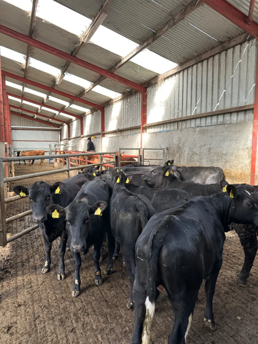 Angus heifers - Image 4