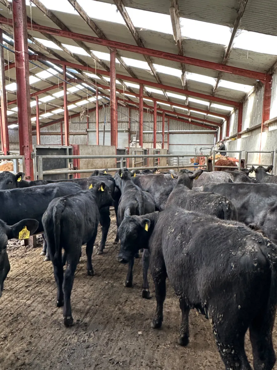 Angus heifers - Image 3