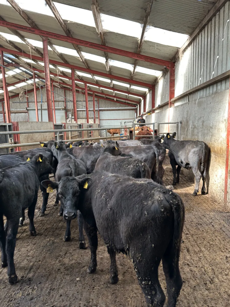 Angus heifers - Image 2