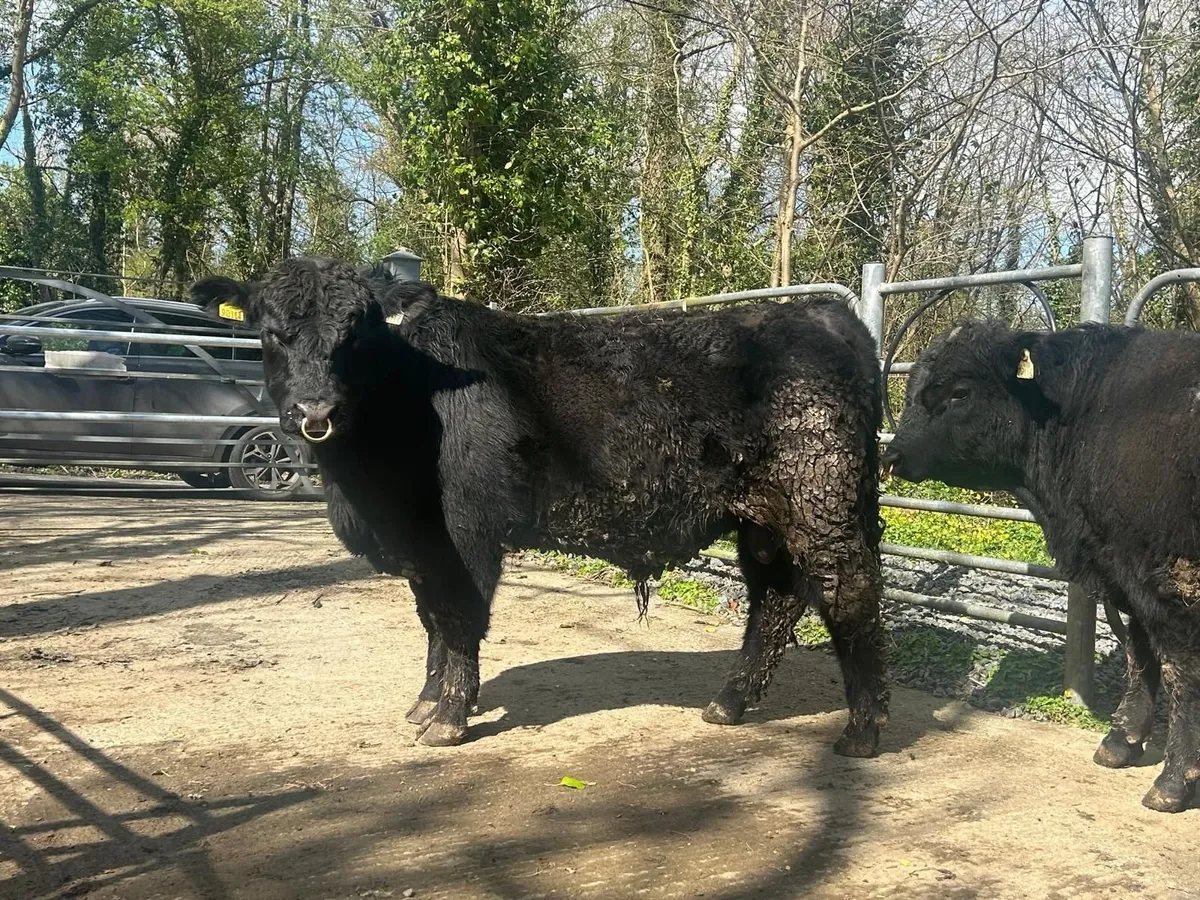 Premium Angus Cattle - Image 4