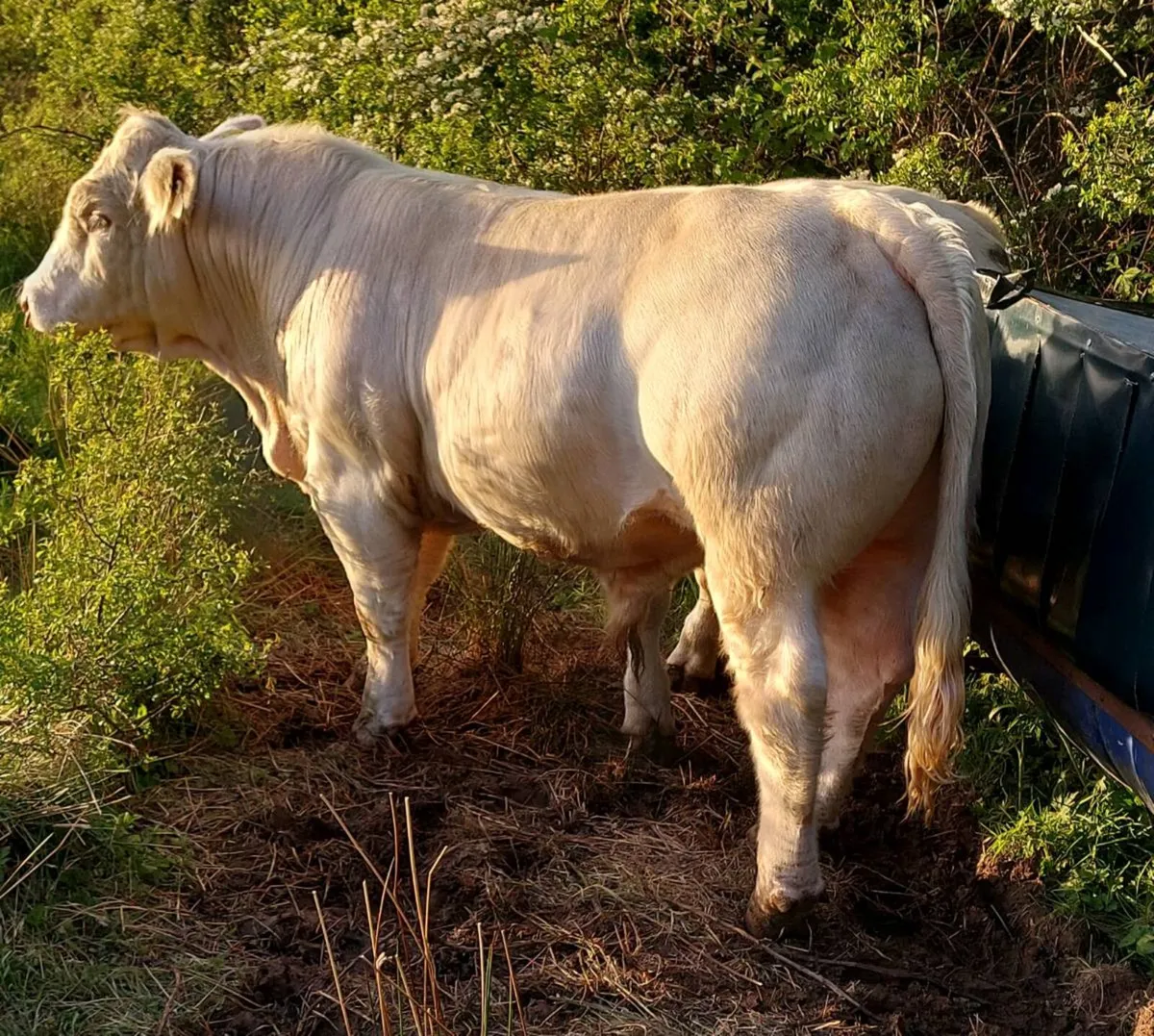 Charolais Bull - Image 3