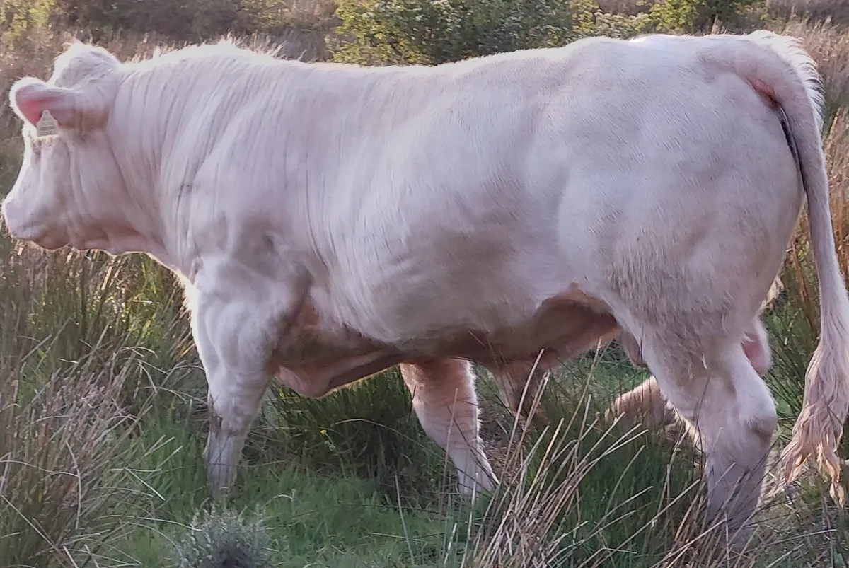 Charolais Bull - Image 4