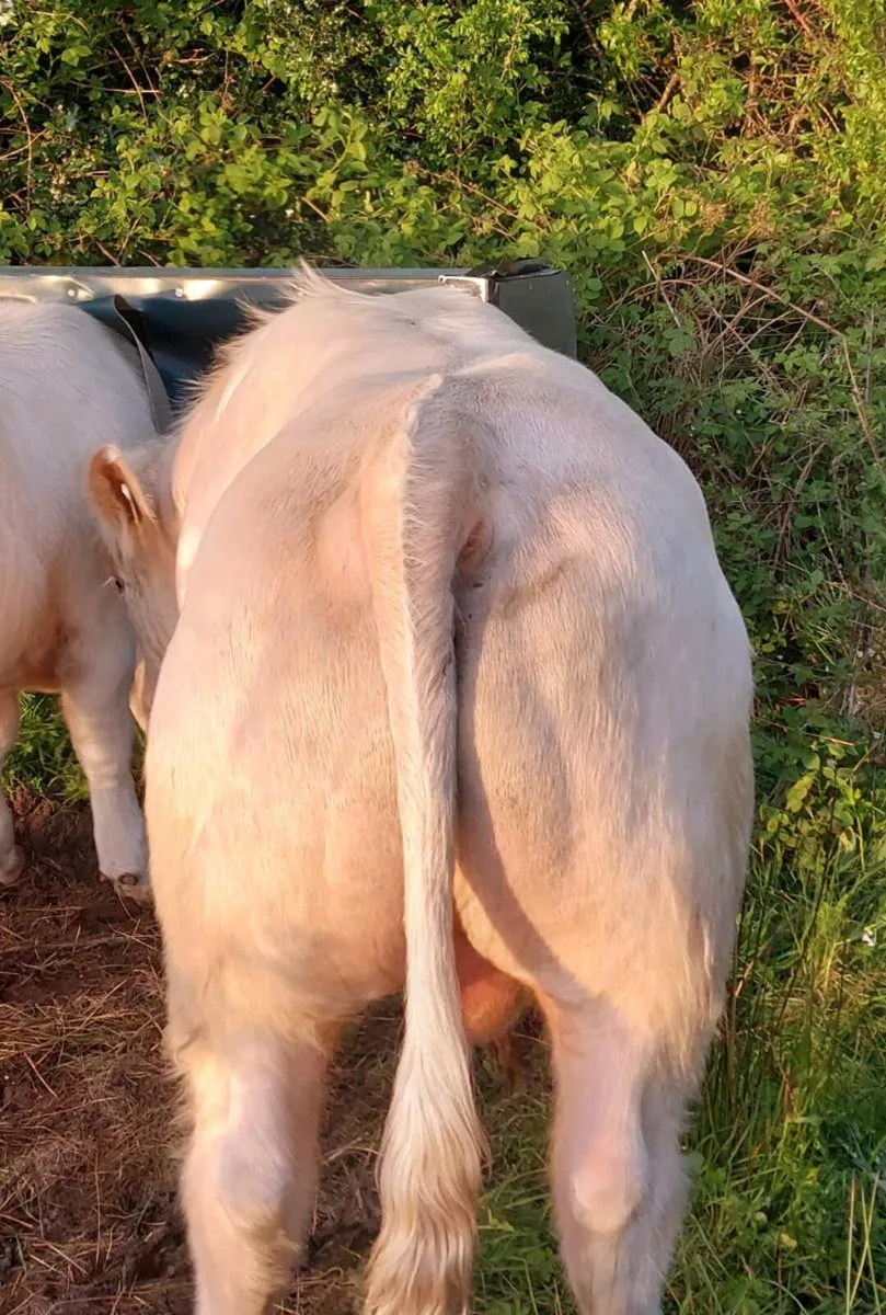 Charolais Bull - Image 1