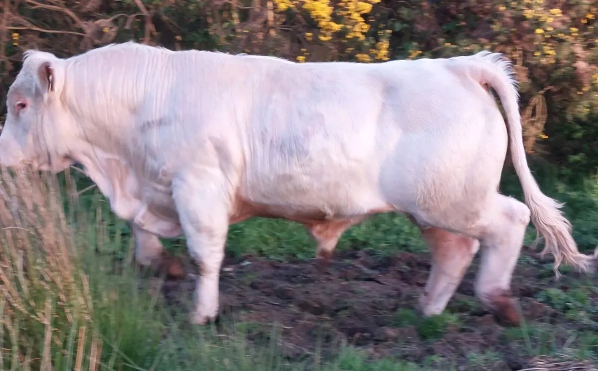 Charolais Bull - Image 2