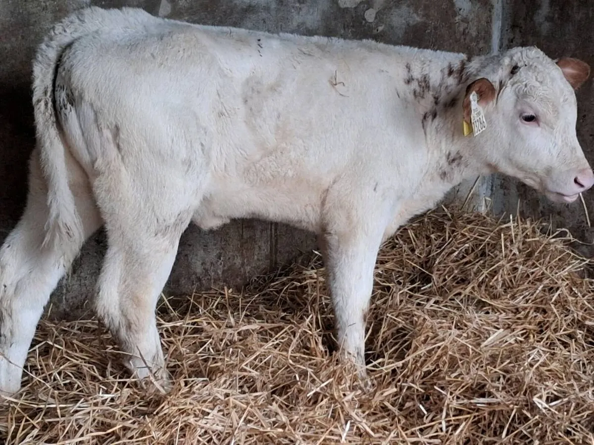 2 Roan Belgian Blue Heifers - Image 2