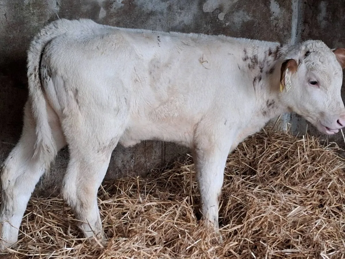 2 Roan Belgian Blue Heifers - Image 4