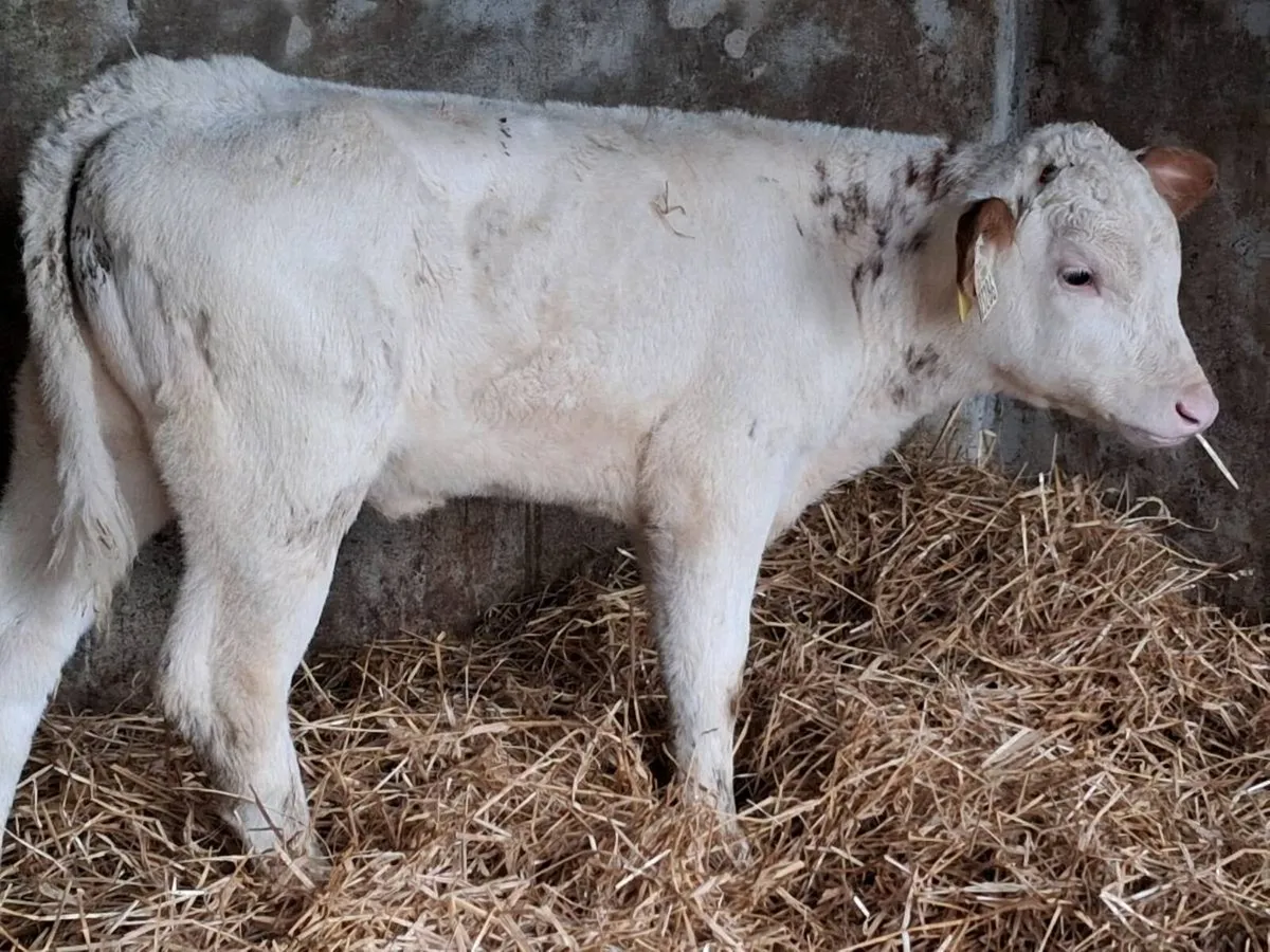 2 Roan Belgian Blue Heifers - Image 3