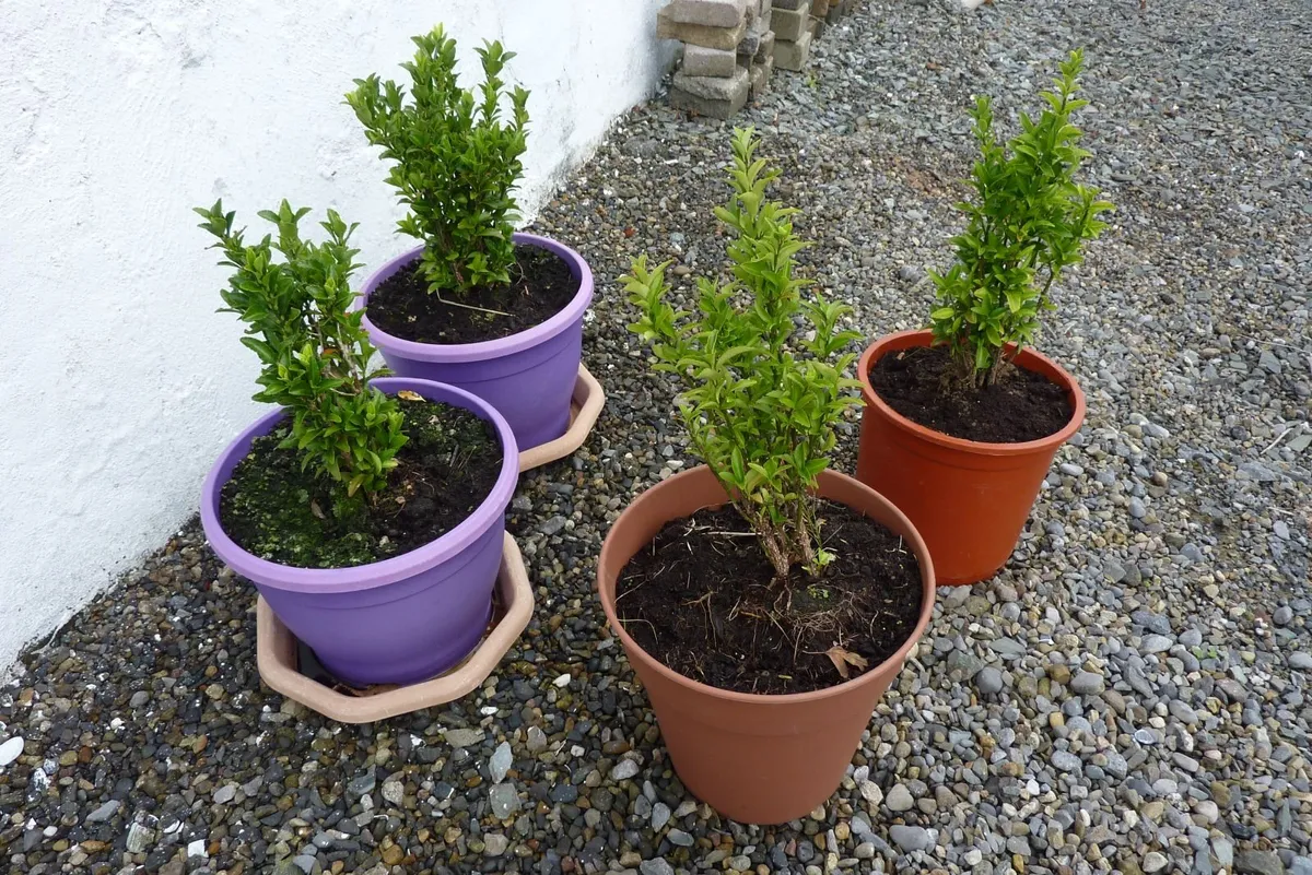 Shrubs