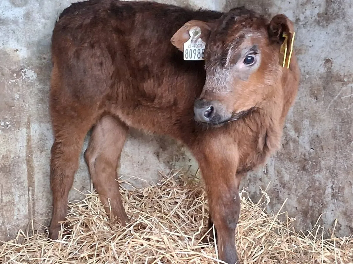 Suckler Bred Blue Grey Heifer Calf - Image 2