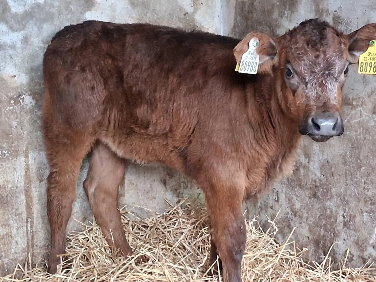Suckler Bred Blue Grey Heifer Calf - Image 3