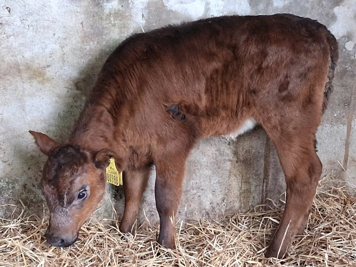 Suckler Bred Blue Grey Heifer Calf - Image 4