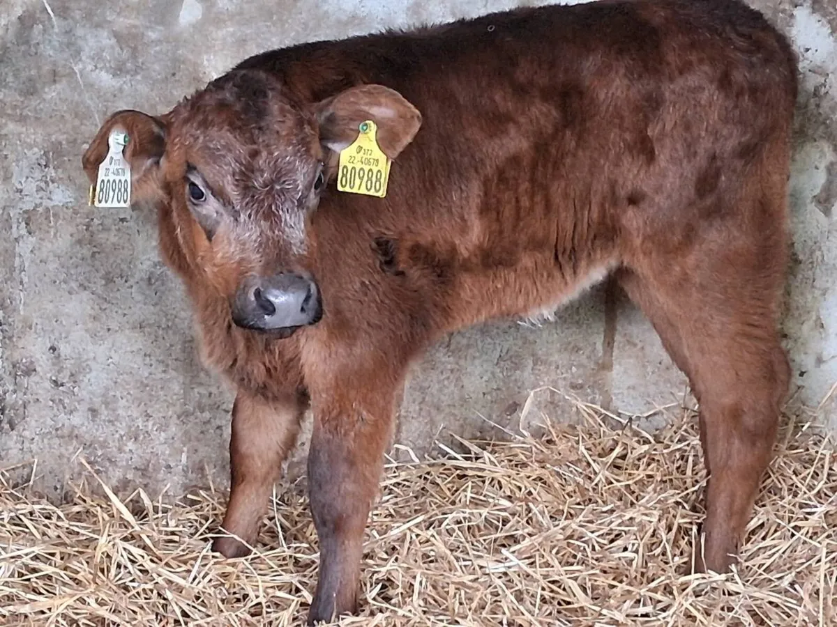 Suckler Bred Blue Grey Heifer Calf - Image 1