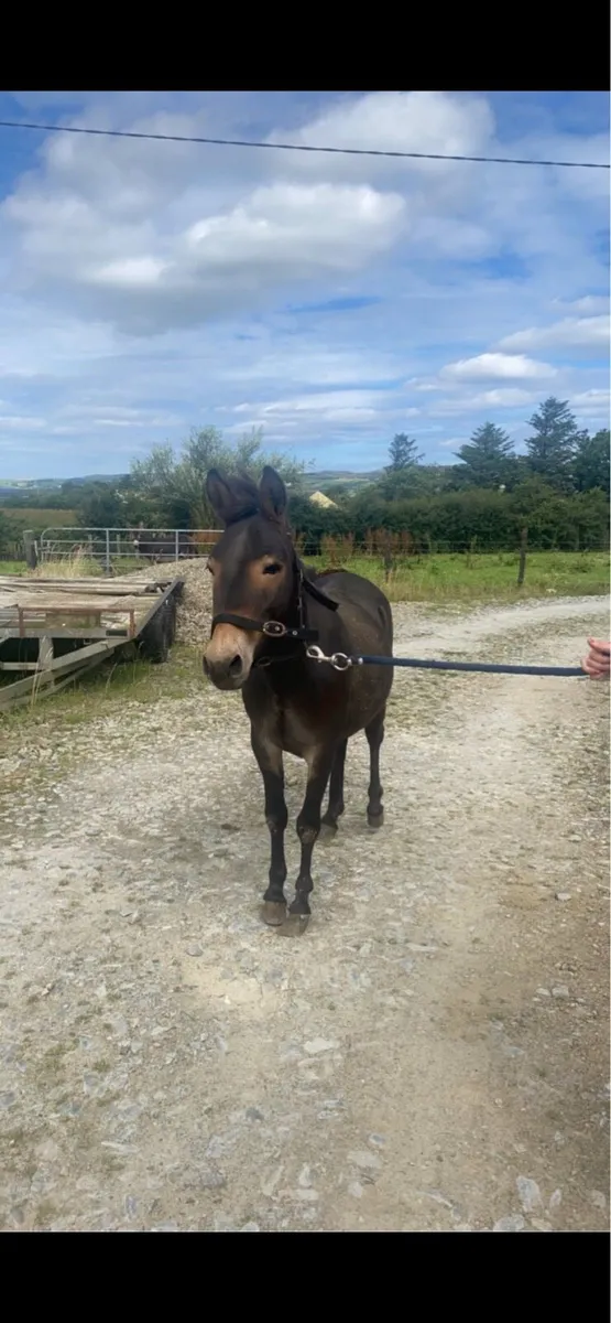 Jennet donkey - Image 2