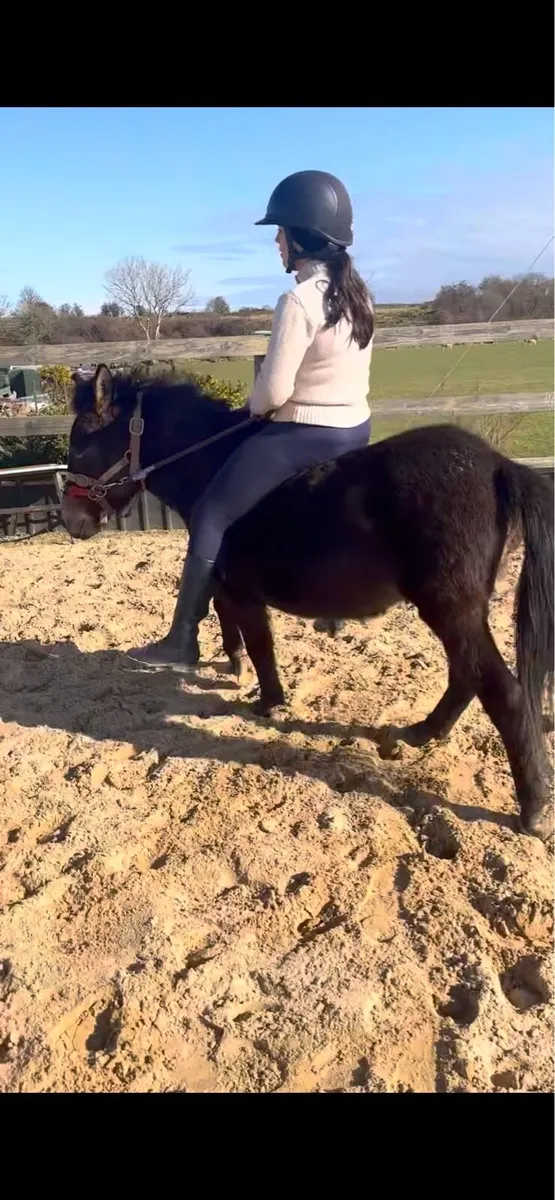 Jennet donkey - Image 3