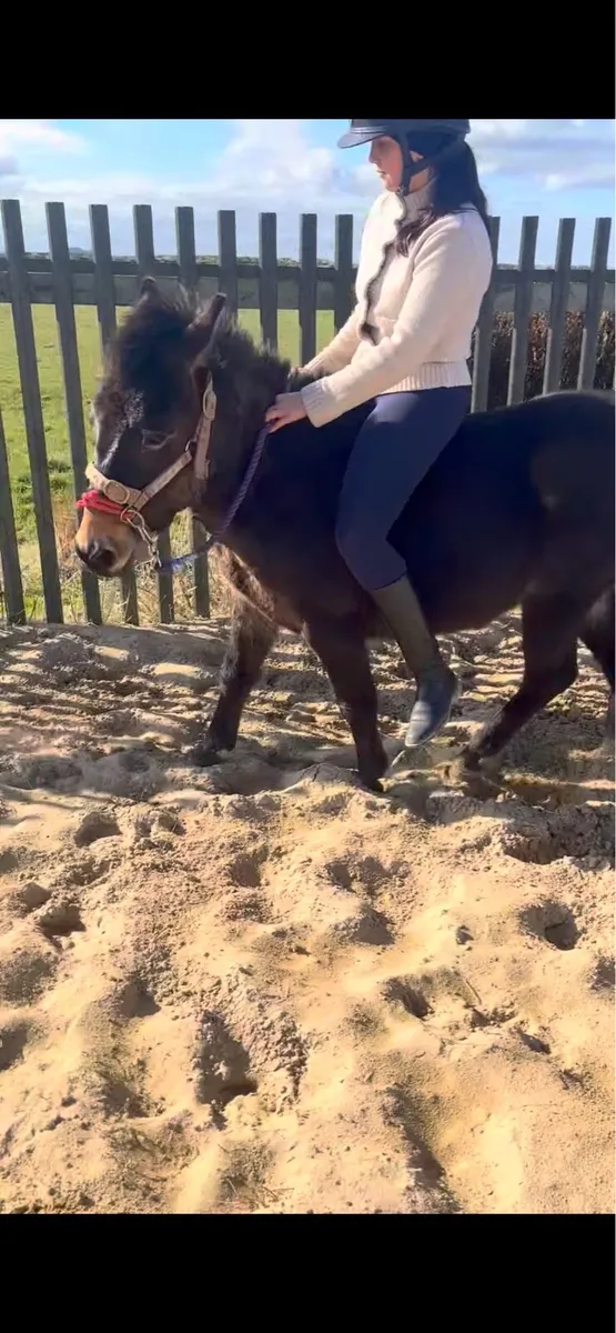 Jennet donkey - Image 4