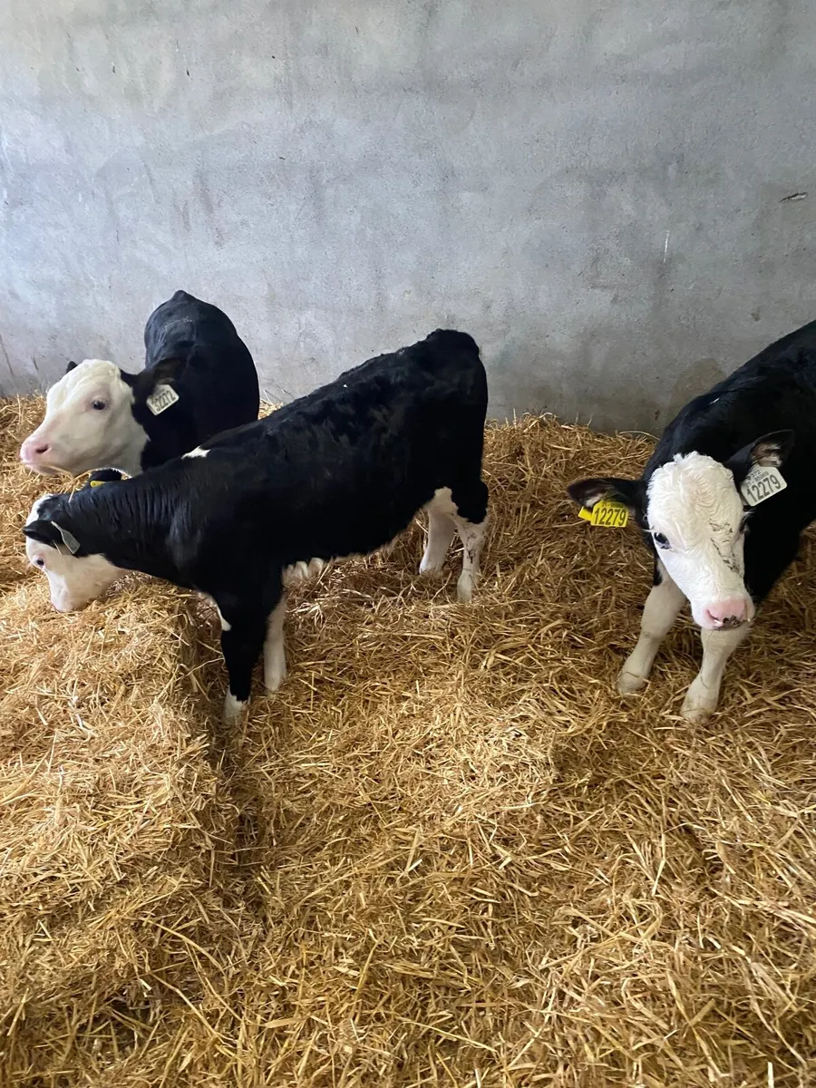 Hereford calves - Image 1