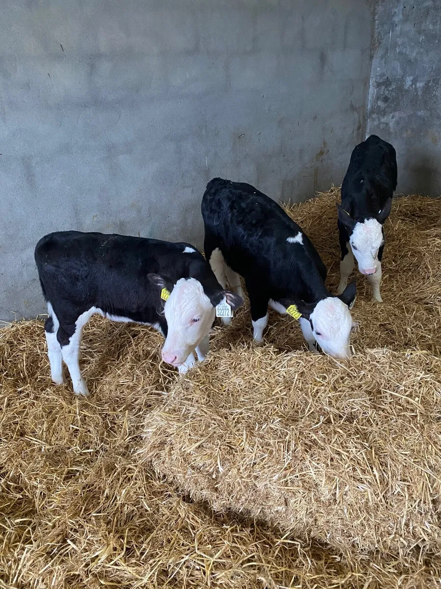 Hereford calves - Image 2