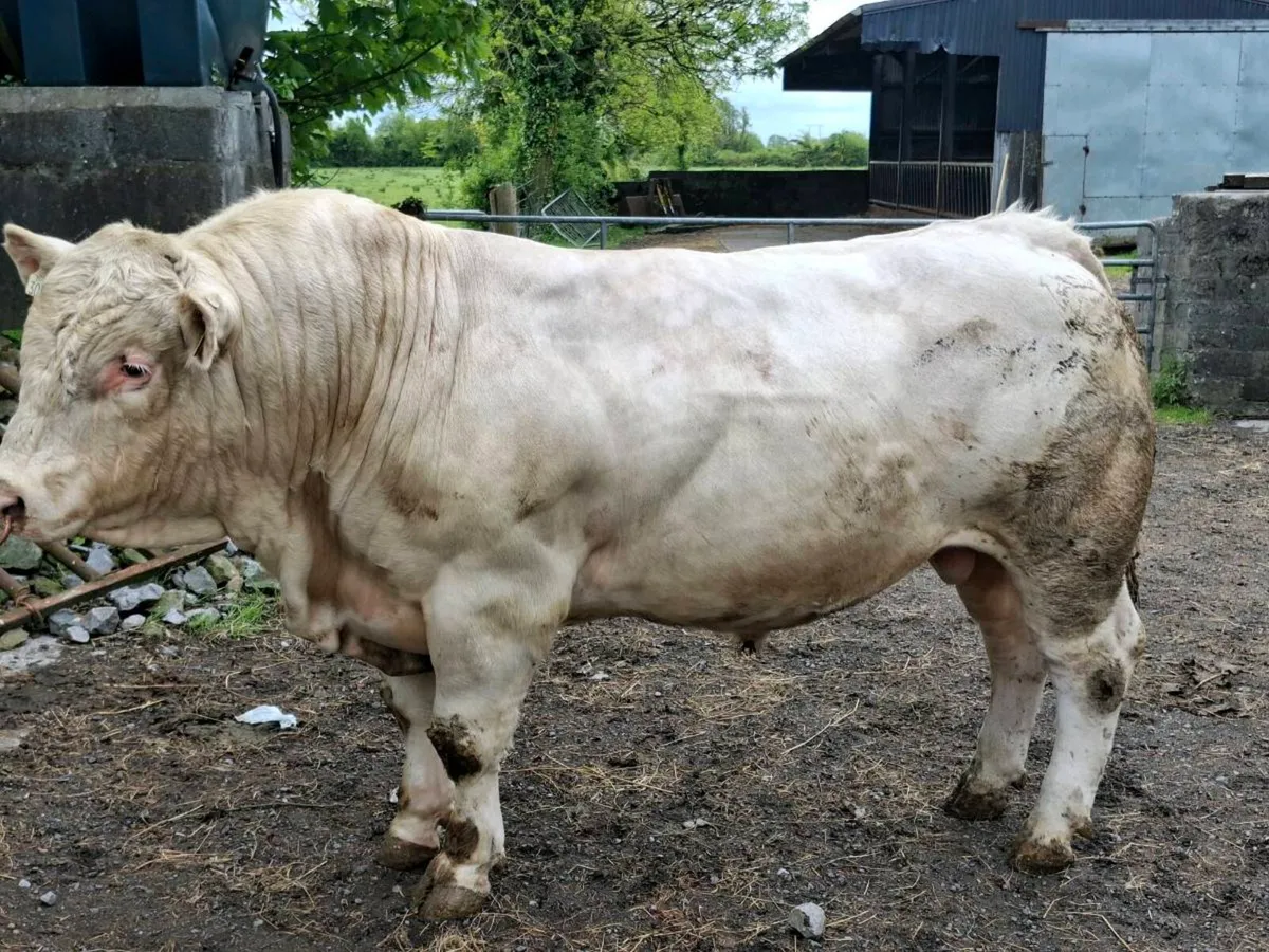 2 yr old charolais bull - Image 1