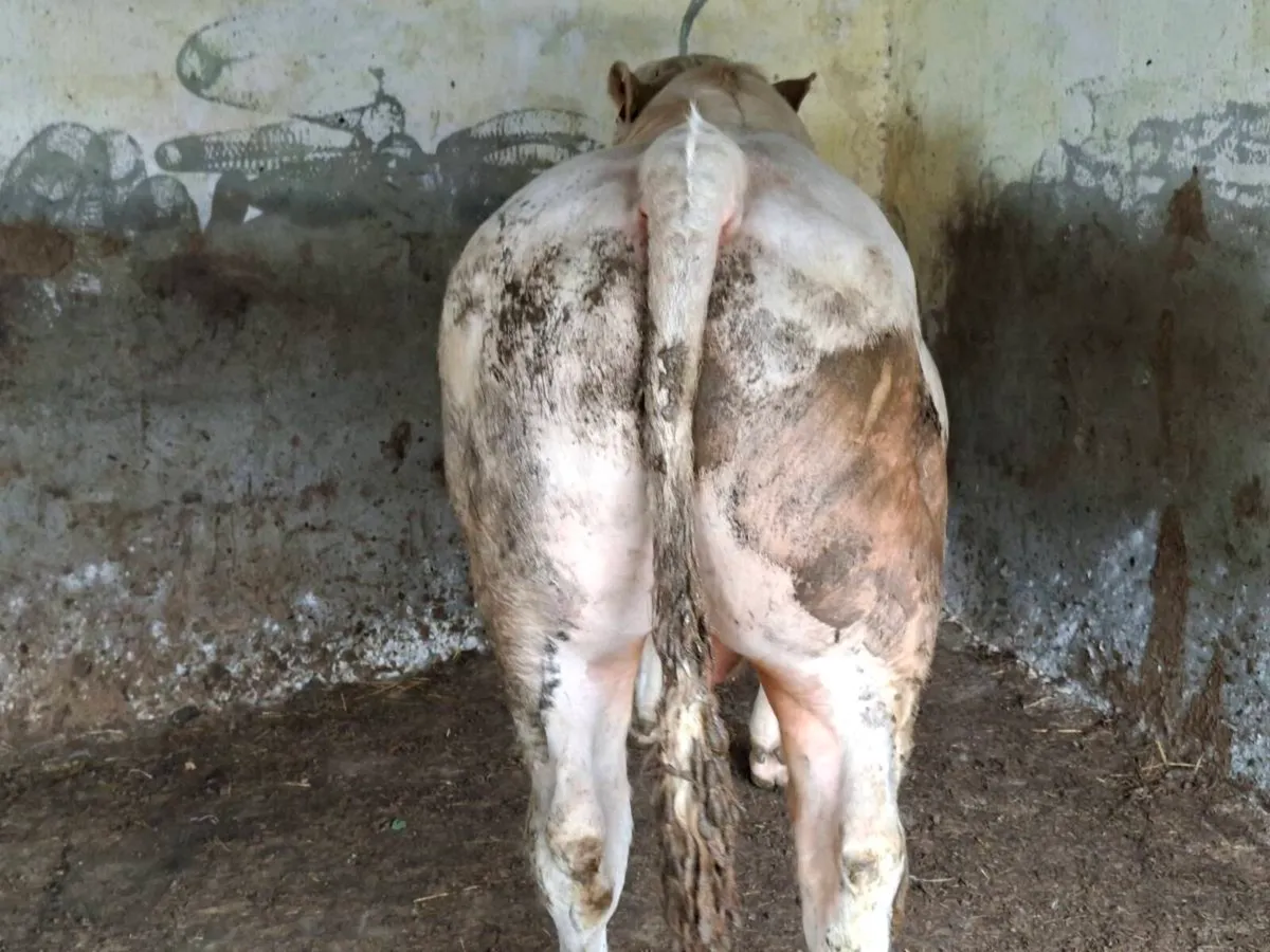 2 yr old charolais bull - Image 2
