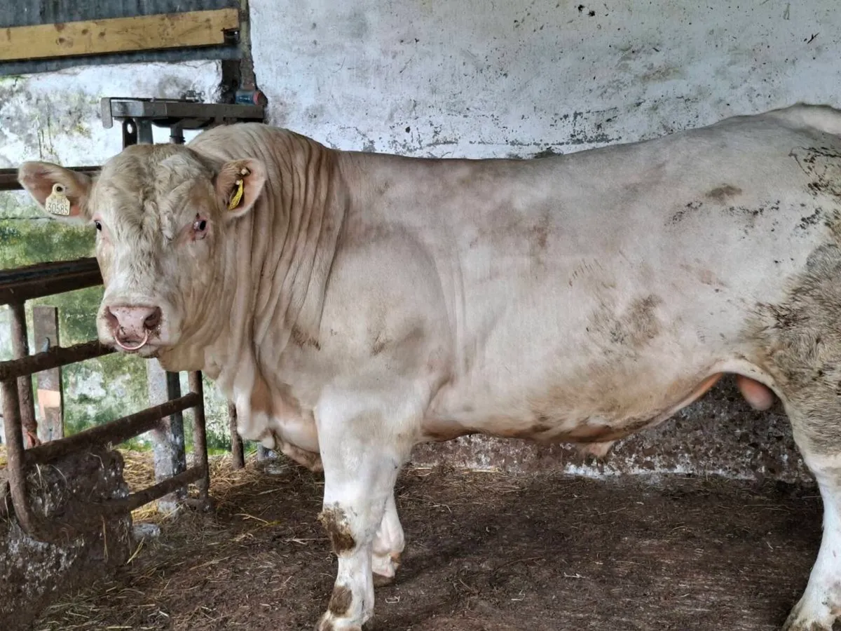 2 yr old charolais bull - Image 3