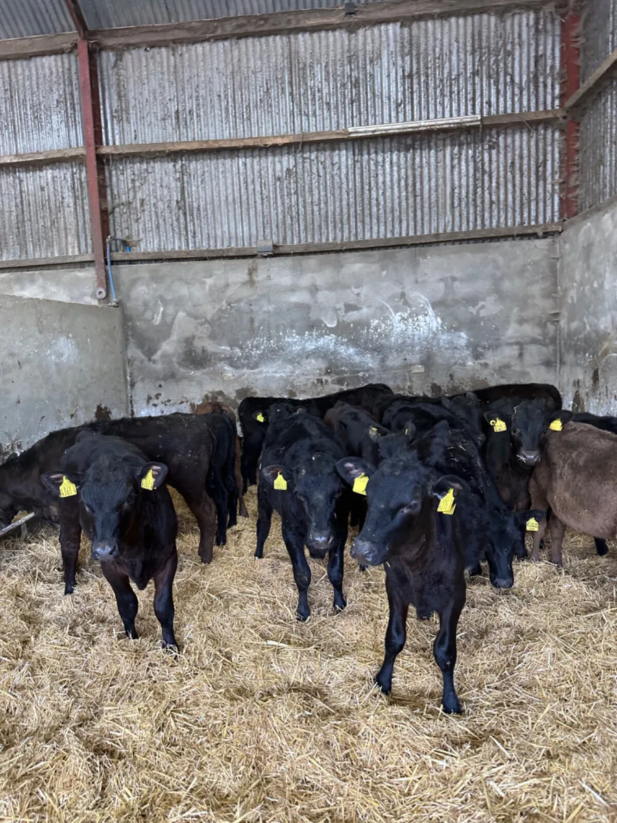 Angus and lim heifers - Image 4