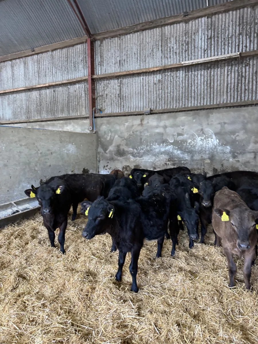 Angus and lim heifers - Image 3