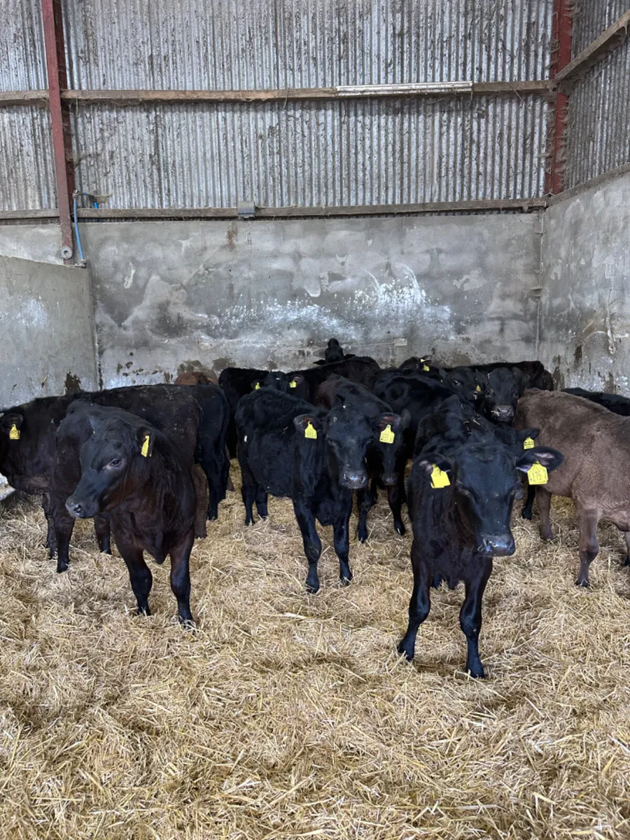 Angus and lim heifers - Image 1