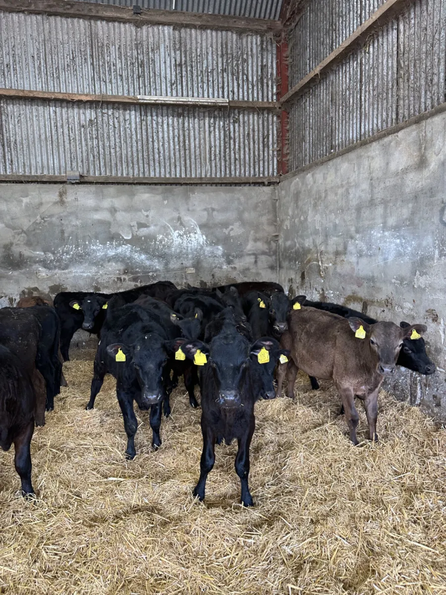 Angus and lim heifers - Image 2