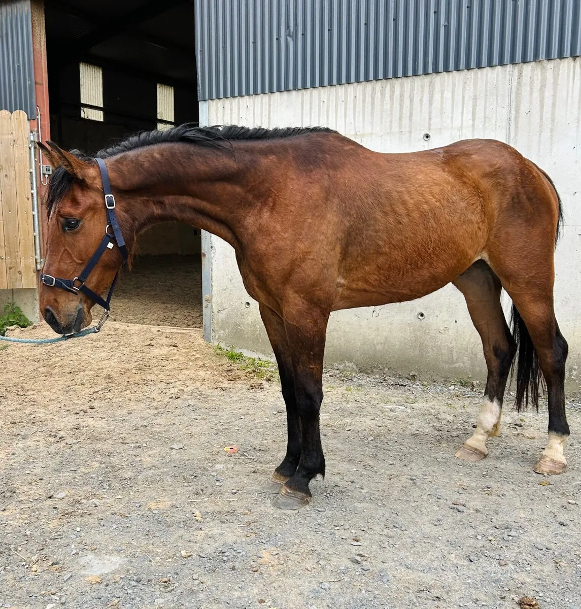 🍀Irish sport horse 4 yr old 16.1h  gelding . 🍀 - Image 1