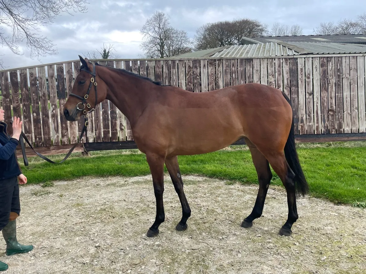 Horse - Image 1