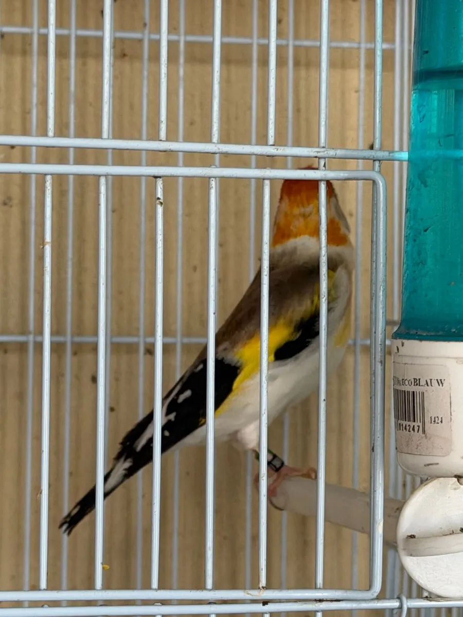 Birds - Image 2