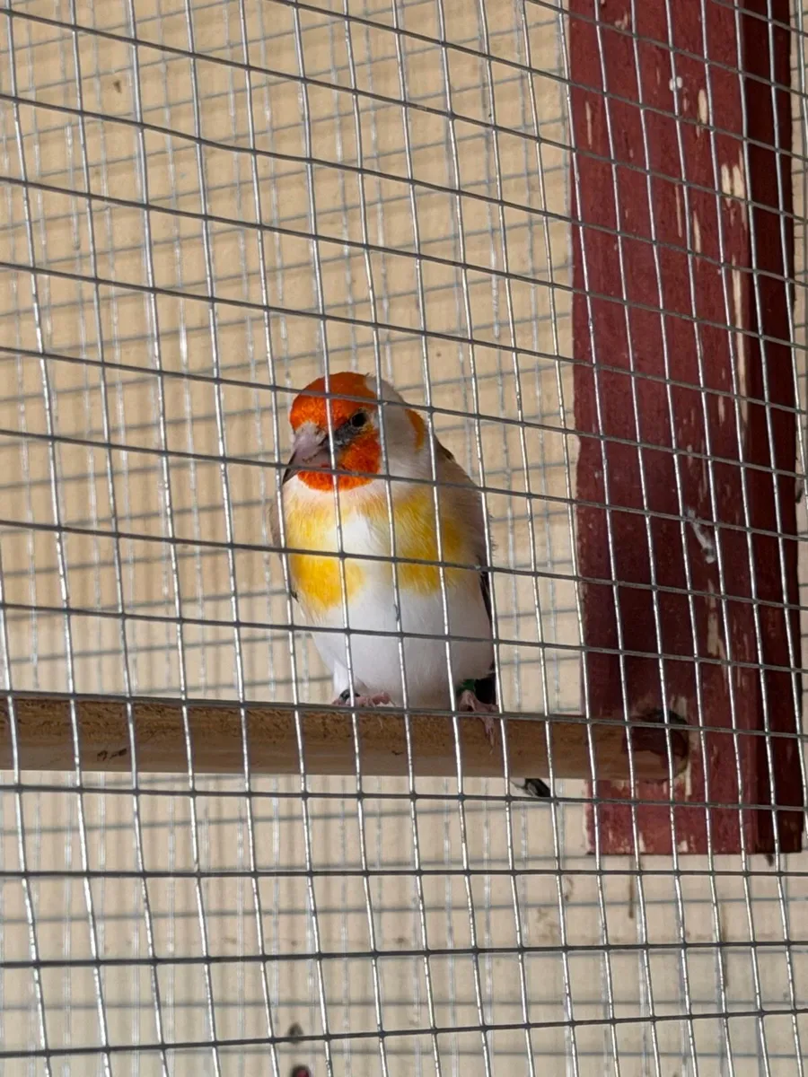 Birds - Image 3