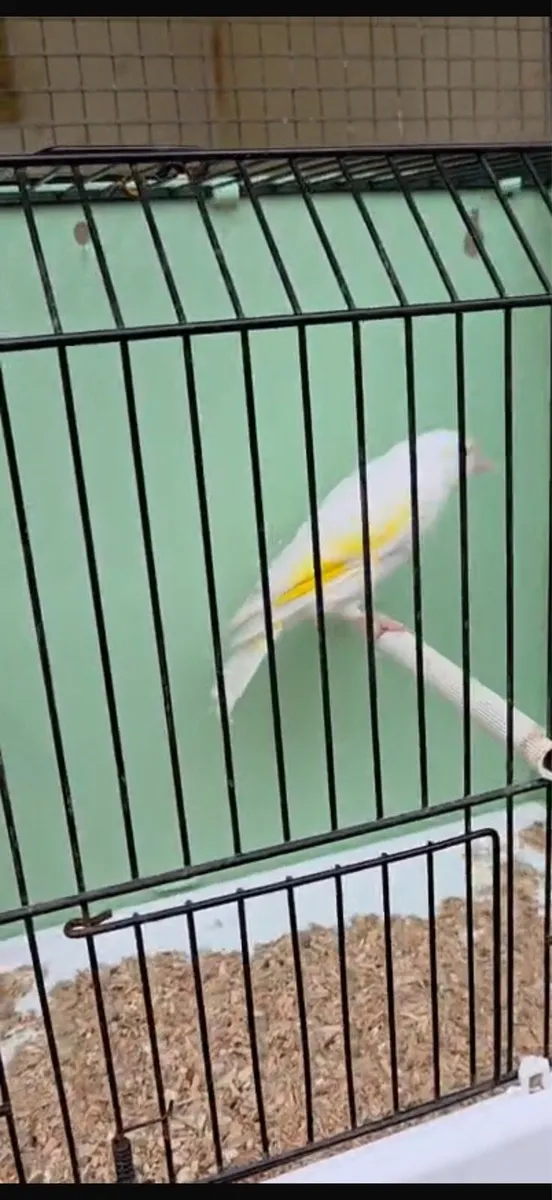 Birds - Image 4