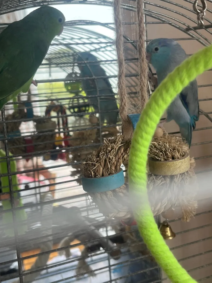 Pair of parrotlets - Image 1