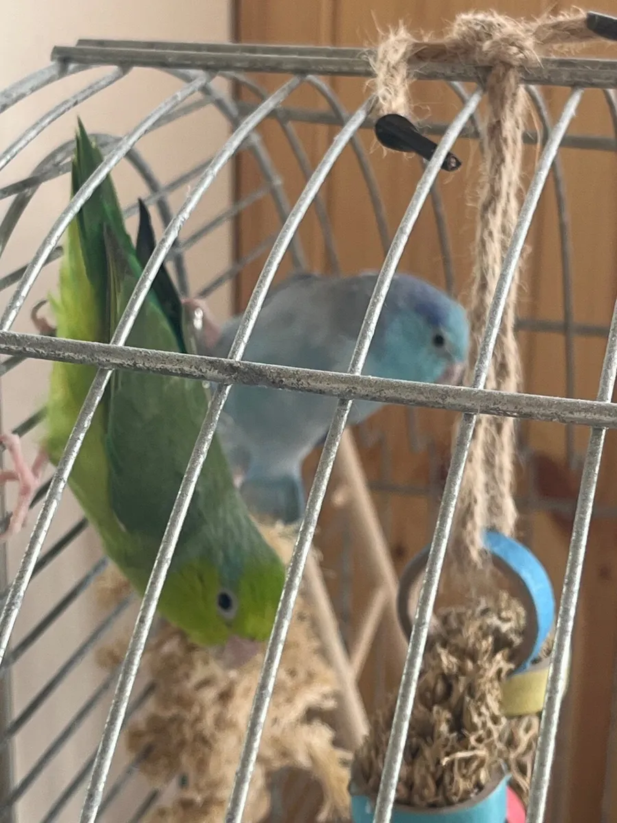 Pair of parrotlets - Image 2