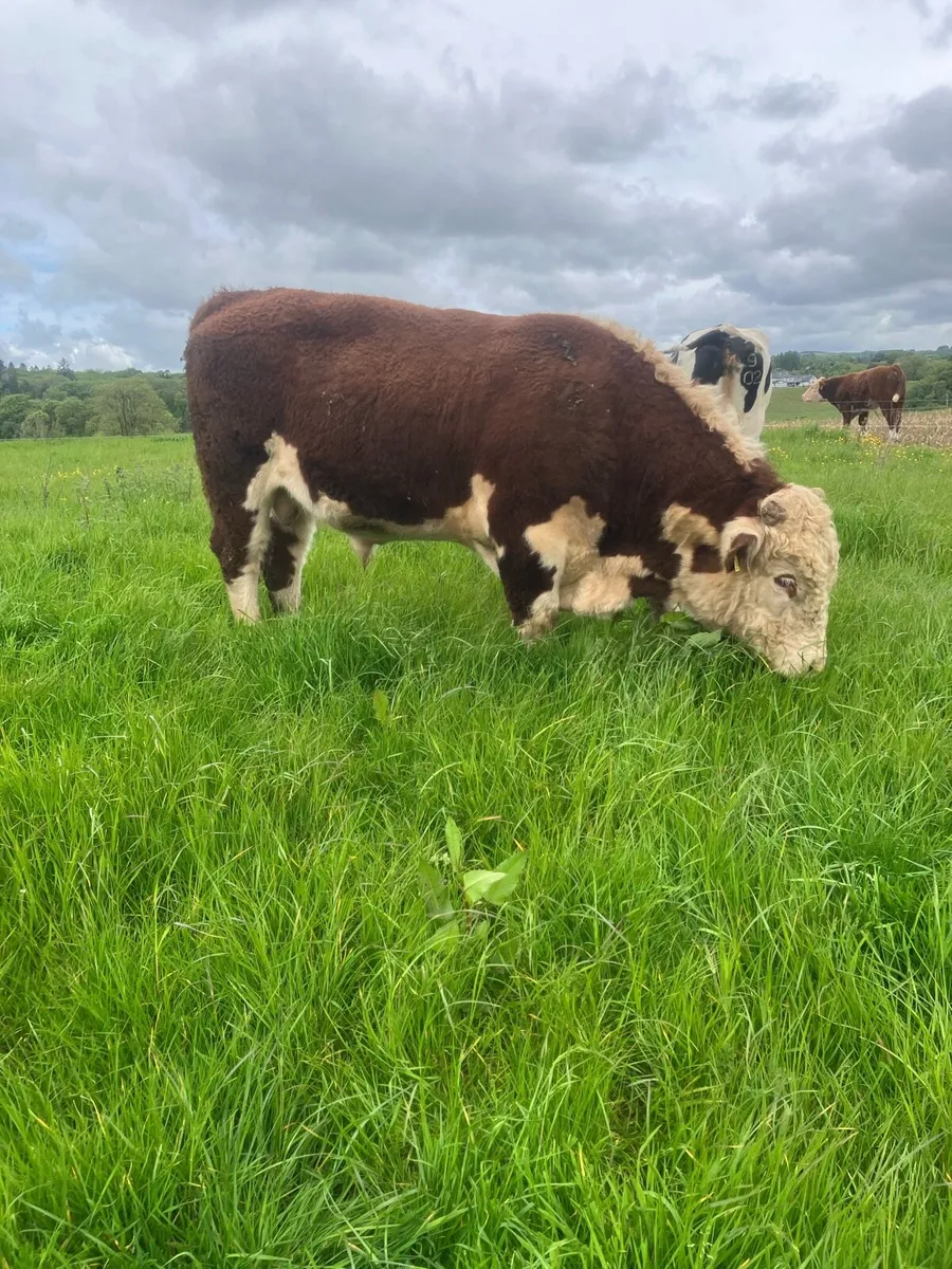 Hereford bull - Image 1