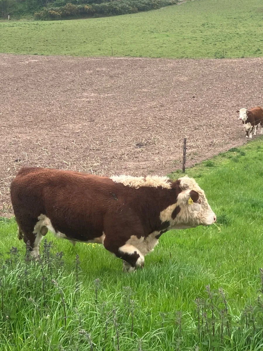 Hereford bull - Image 2