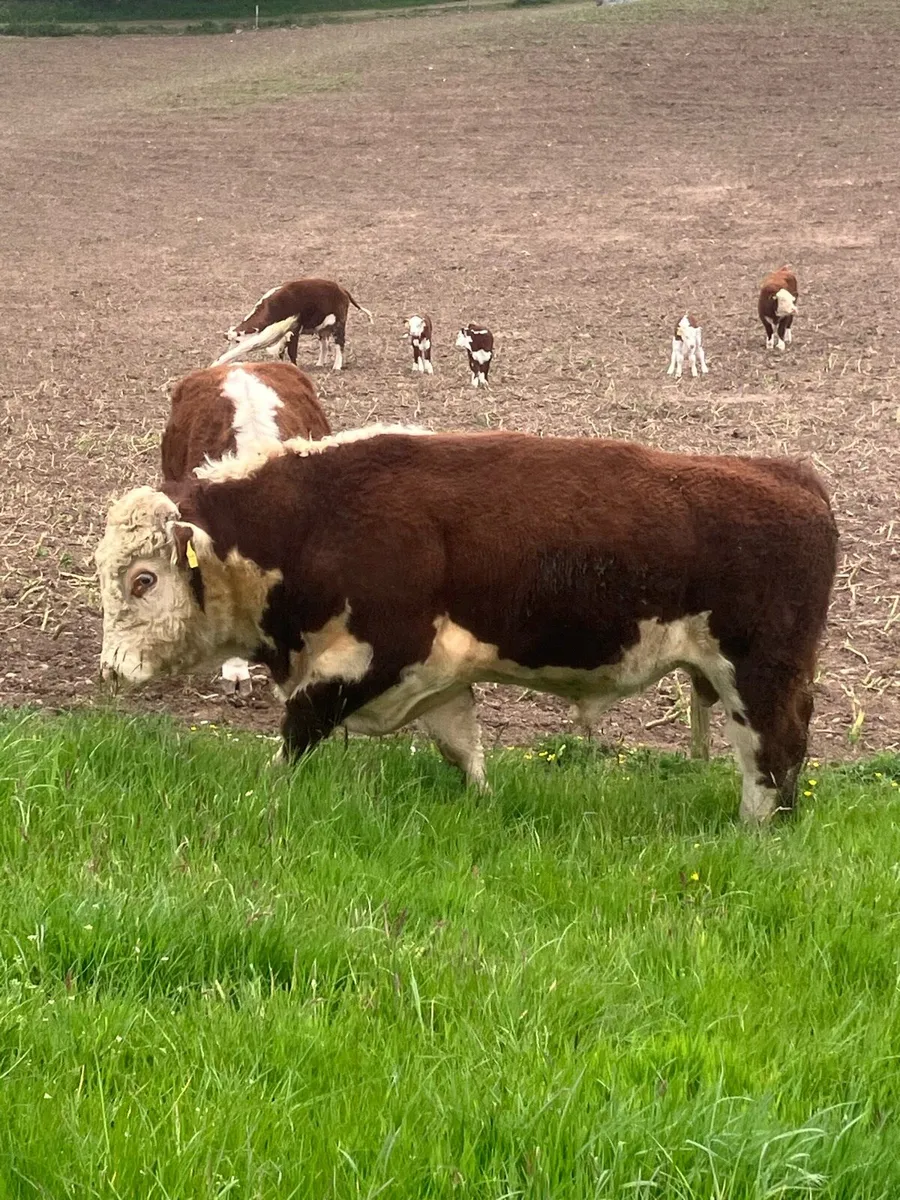 Hereford bull - Image 3