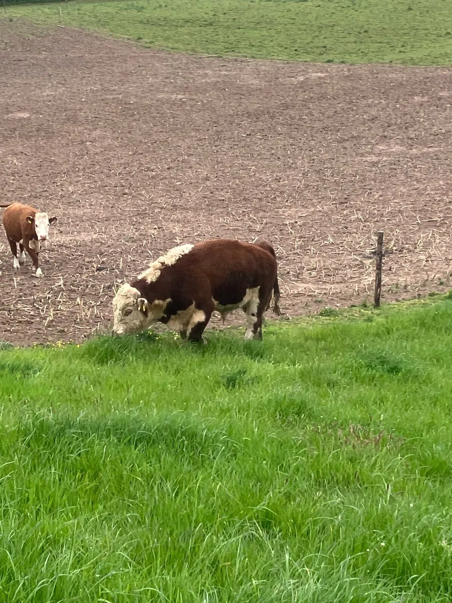 Hereford bull - Image 4