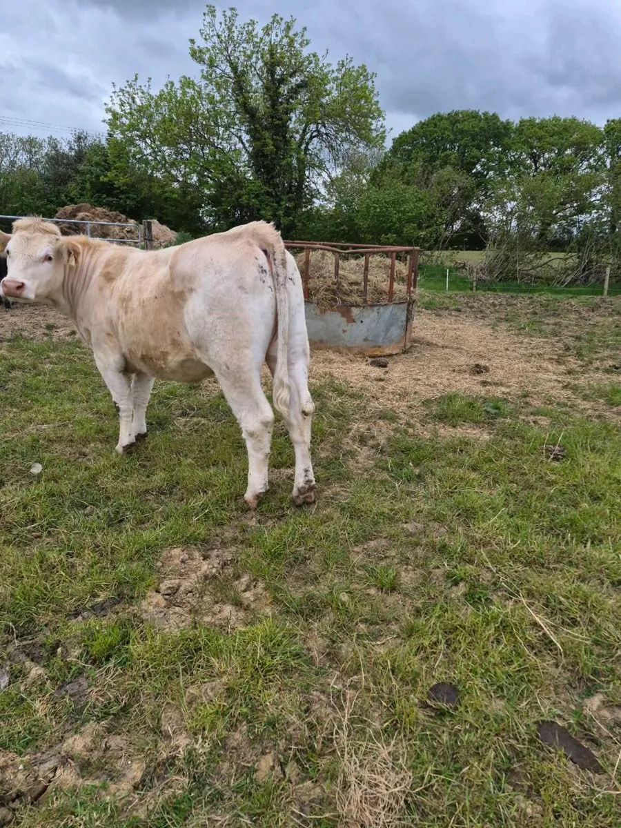 Charlois heifer - Image 4