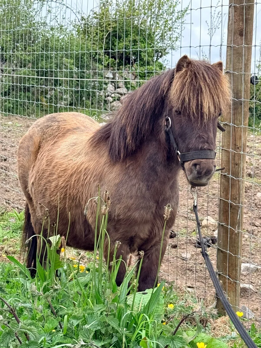 Miniature Gelding for Sale - Image 1