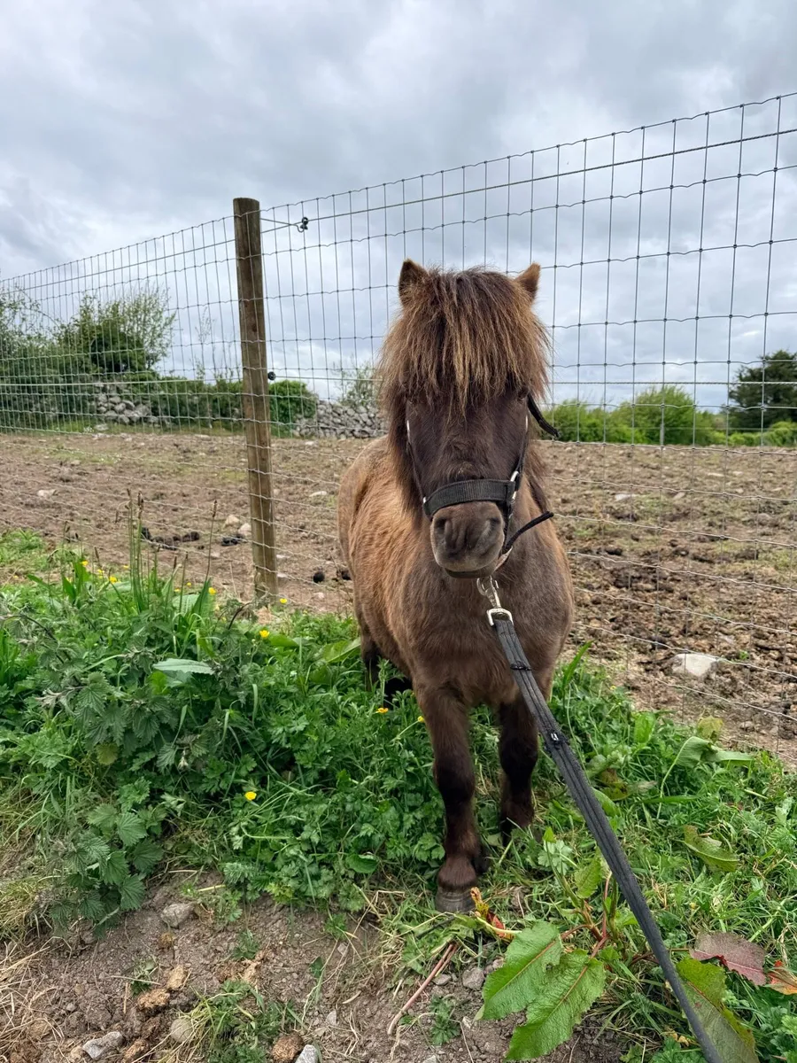 Miniature Gelding for Sale - Image 2