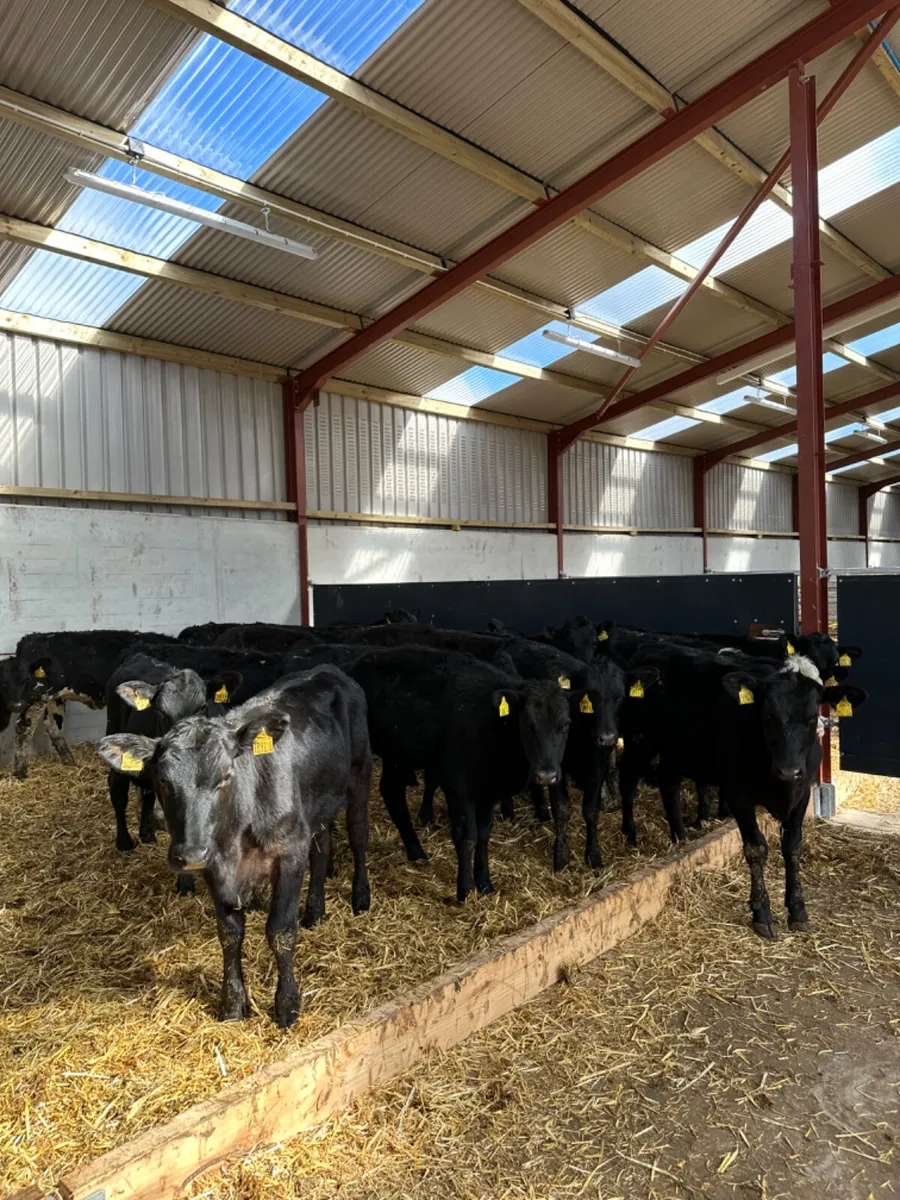 Angus and Hereford heifers - Image 1