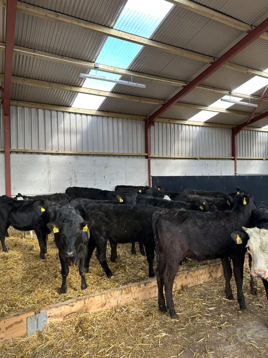 Angus and Hereford heifers - Image 4