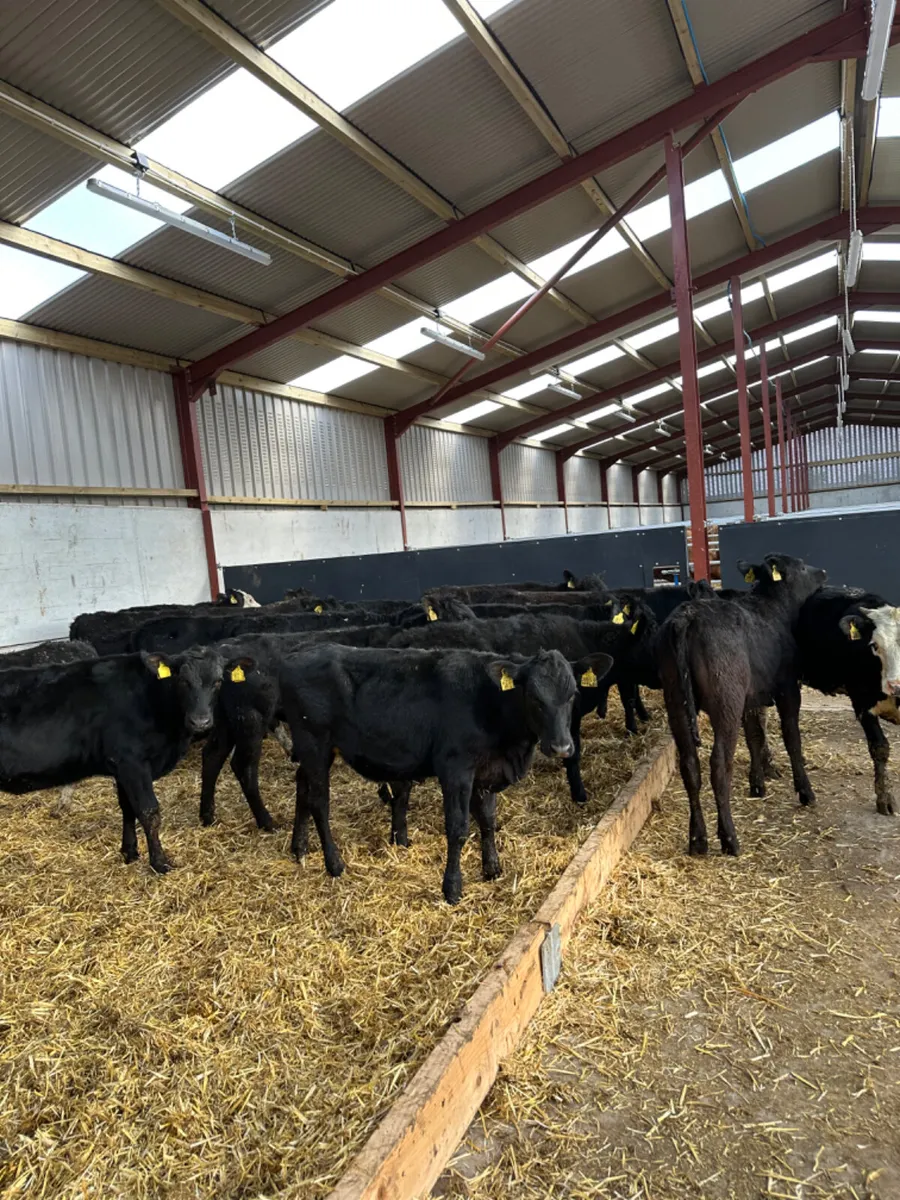 Angus and Hereford heifers - Image 2