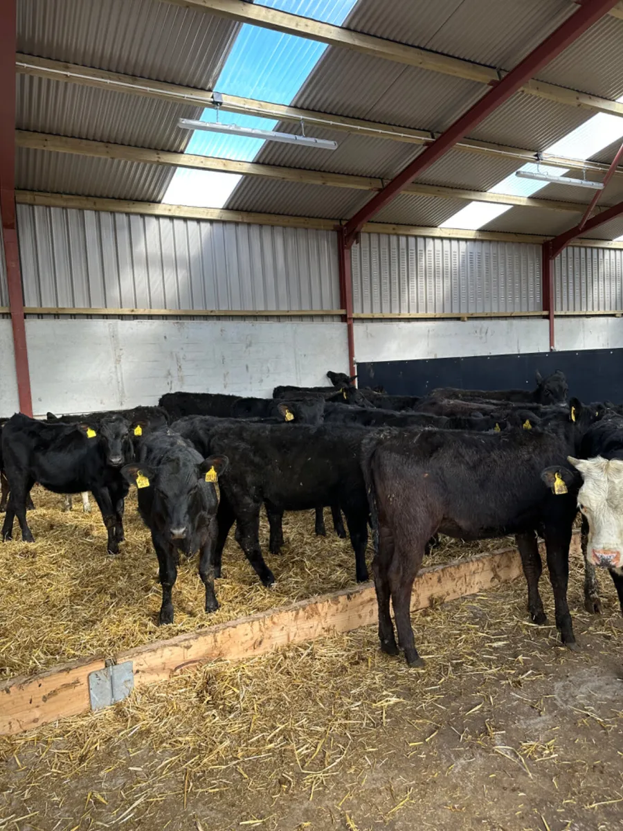 Angus and Hereford heifers - Image 3