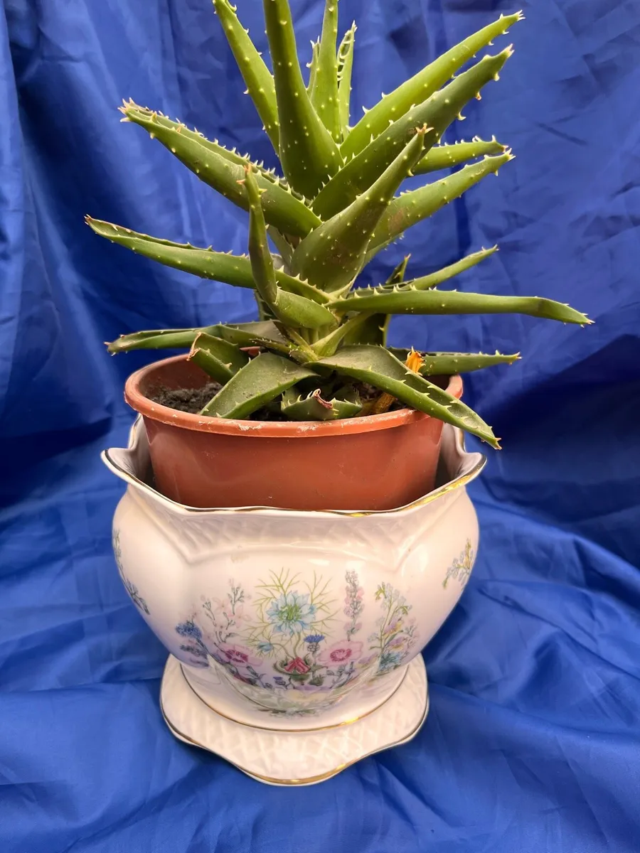 John Aynsley Wild Tudor Planter - Image 1