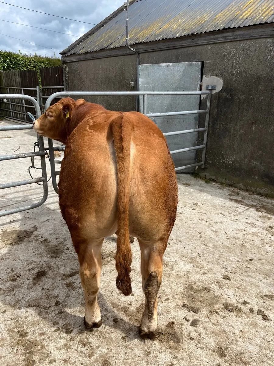 Pedigree Limousin Bulls - Image 1