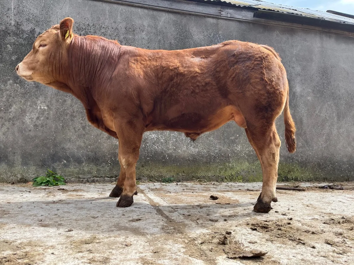 Pedigree Limousin Bulls - Image 3